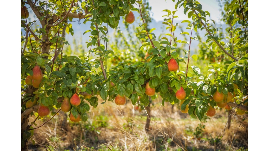 Commercial Property for Sale in Wolseley Western Cape